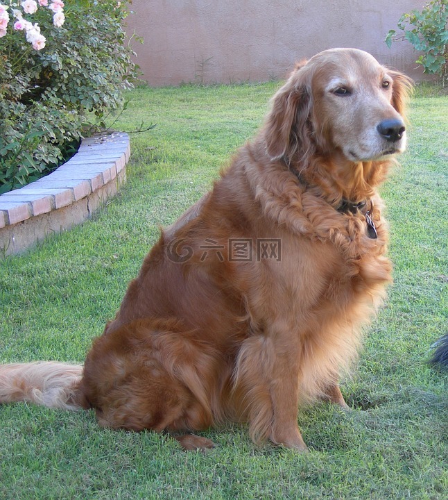 狗,金毛寻回犬,宠物