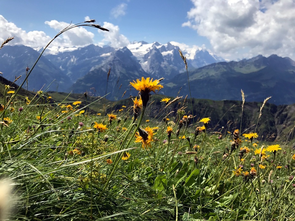 高山植物区系,山,高山花卉