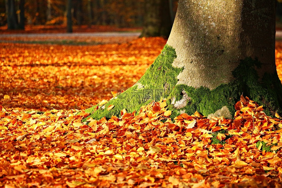 秋天的落叶,苔,树