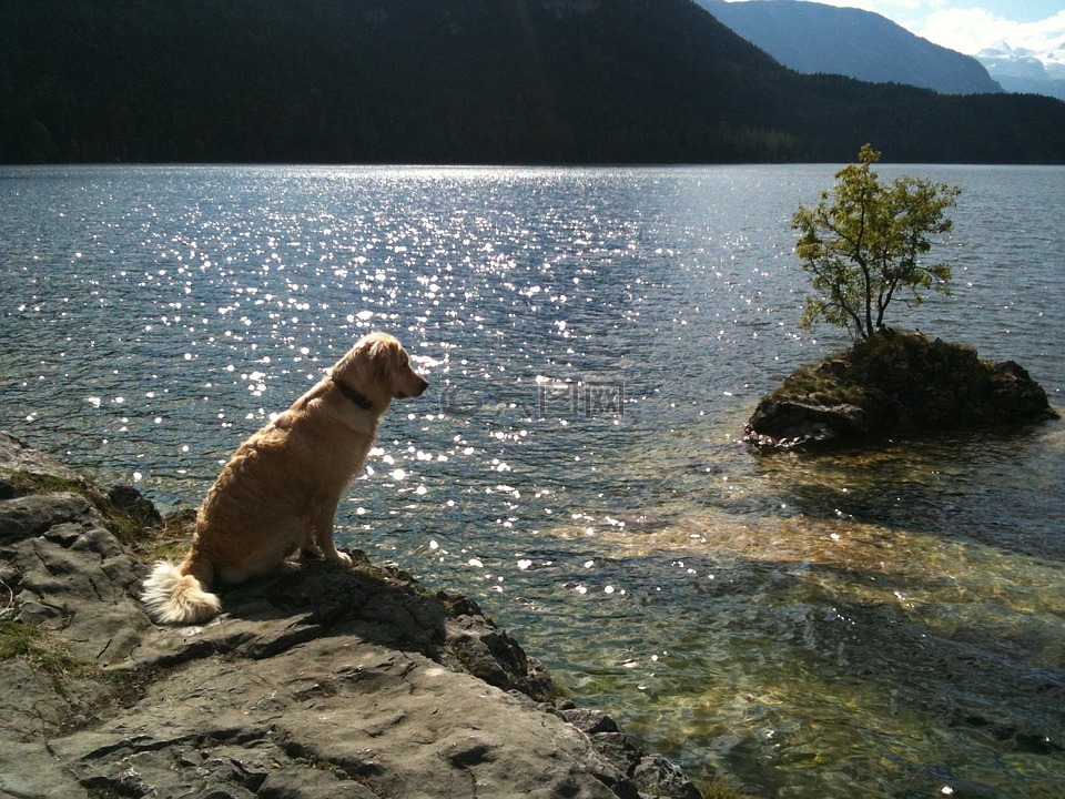 金毛猎犬,湖,性质