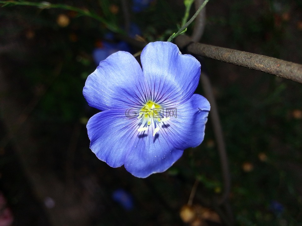 lenvirág,花卉,蓝色