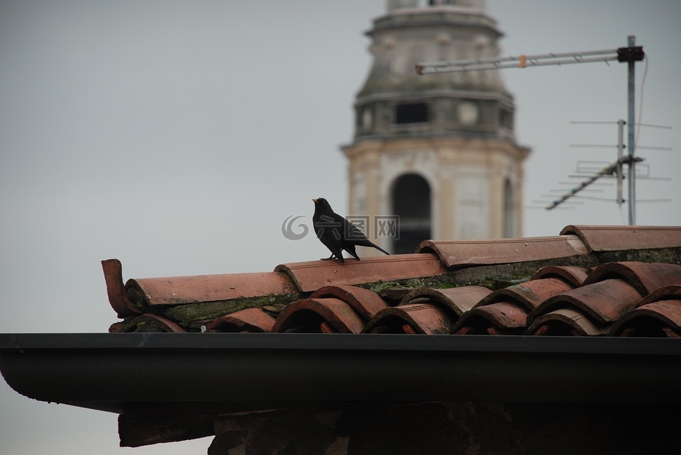 鸟,屋顶,大教堂
