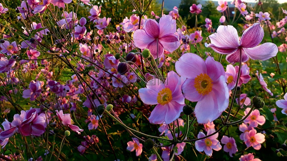 秋天海葵,开花,粉红色