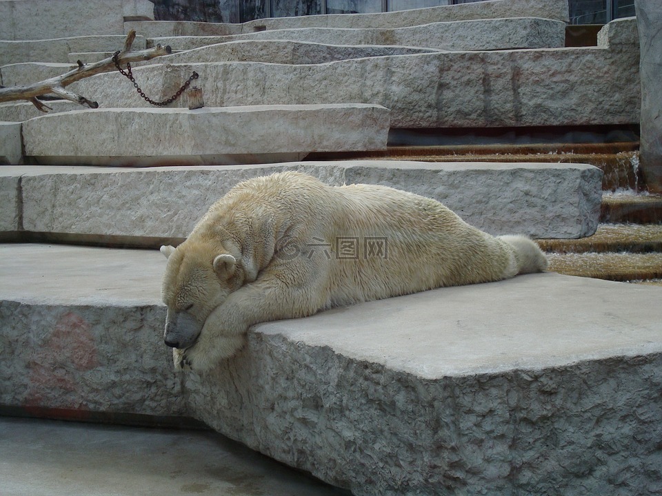 熊,懒惰,睡眠