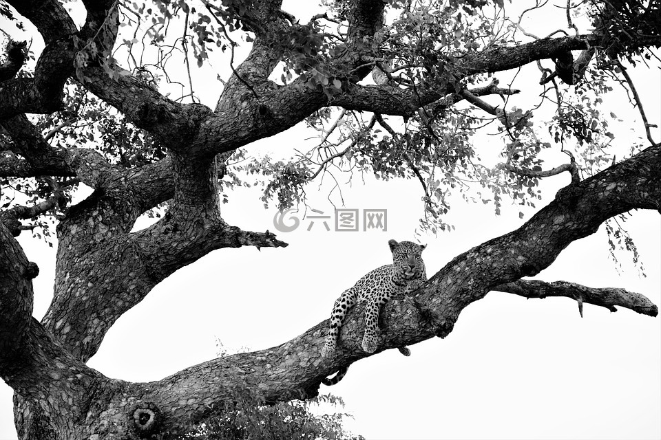 豹子在树上,黑色白色录音,注意