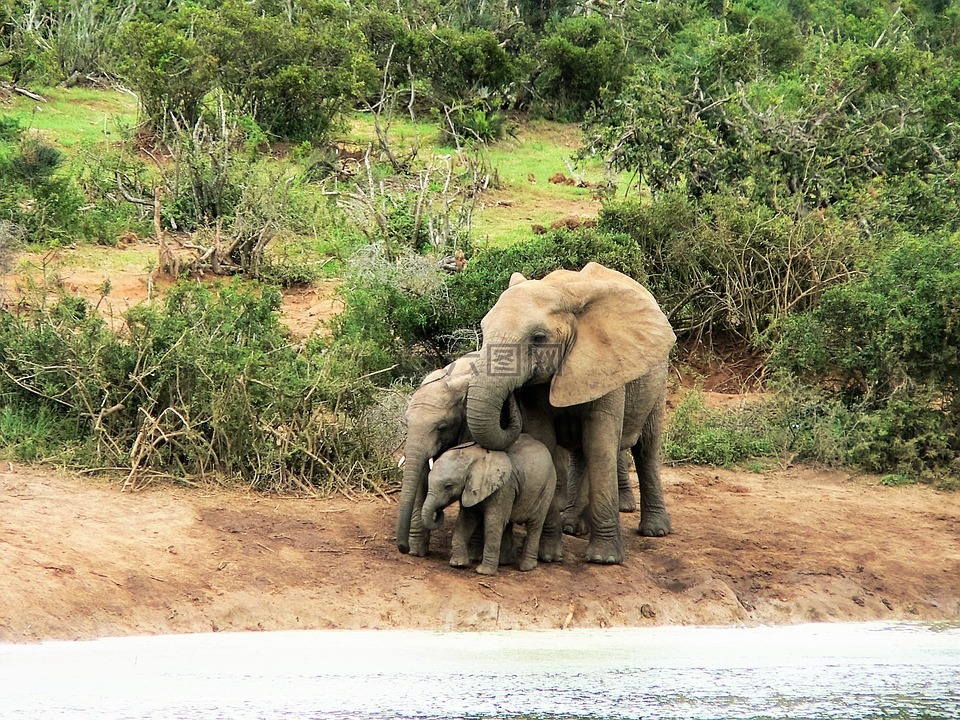 大象,水,非洲