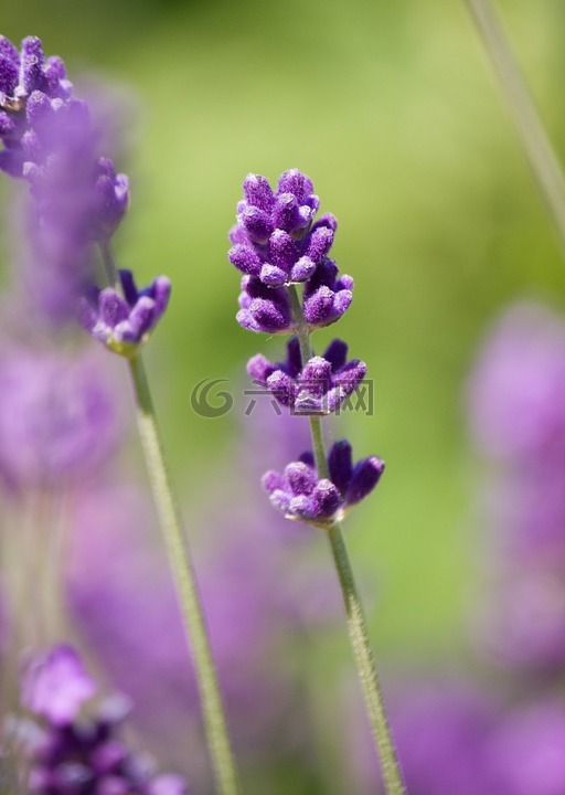 薰衣草,花,紫色