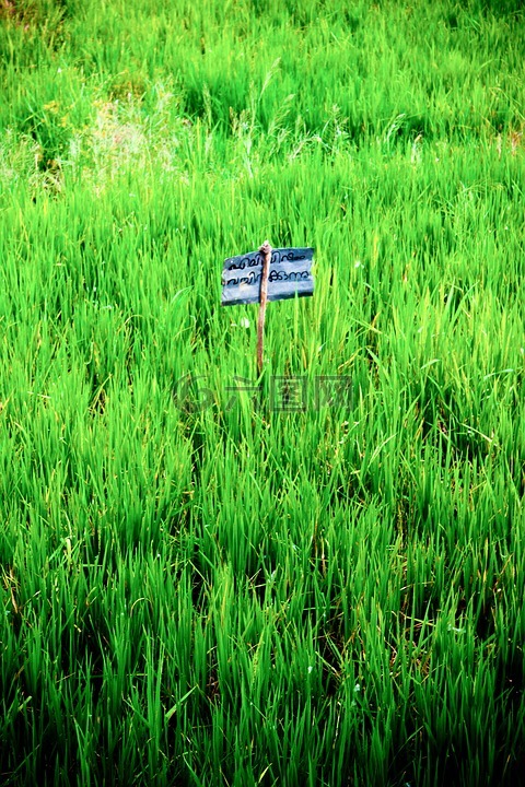 水稻,稻田,景观