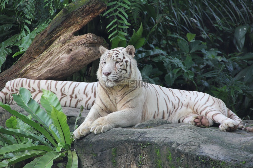 虎,动物园,新加坡