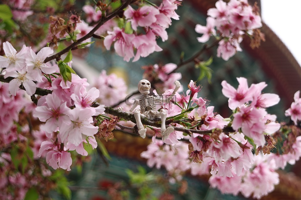 櫻花,天元宮,春天