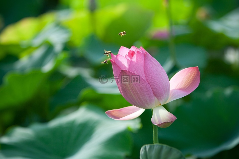 鲜花,莲花,蜜蜂