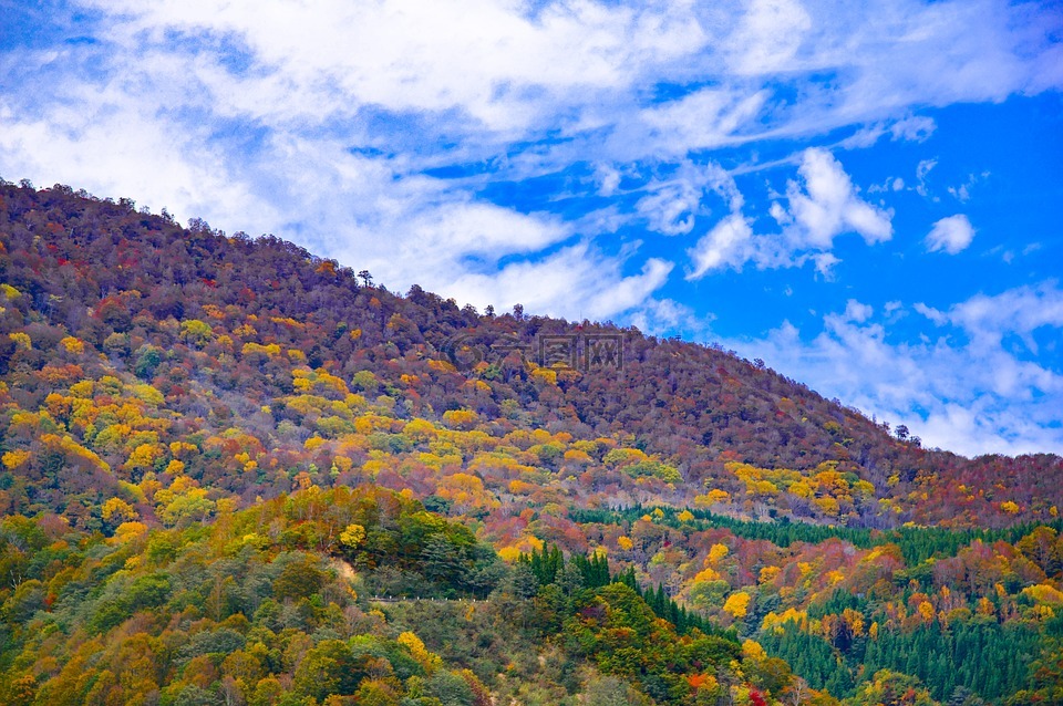 日本,秋季树叶,秋山乡