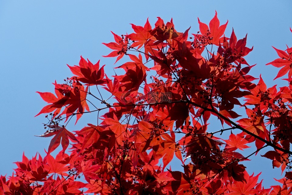 枫,日本枫树,红色