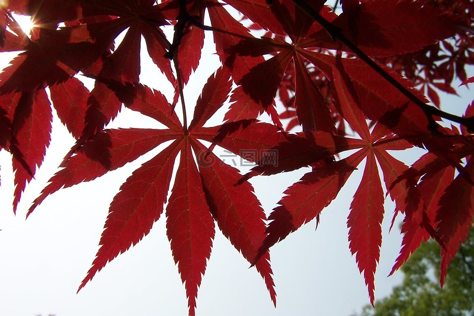 红叶,槭树,秋天