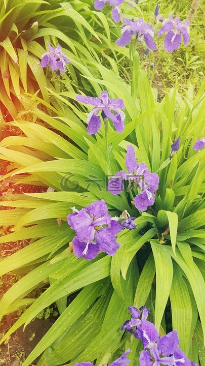 iris,鸢尾,flowers