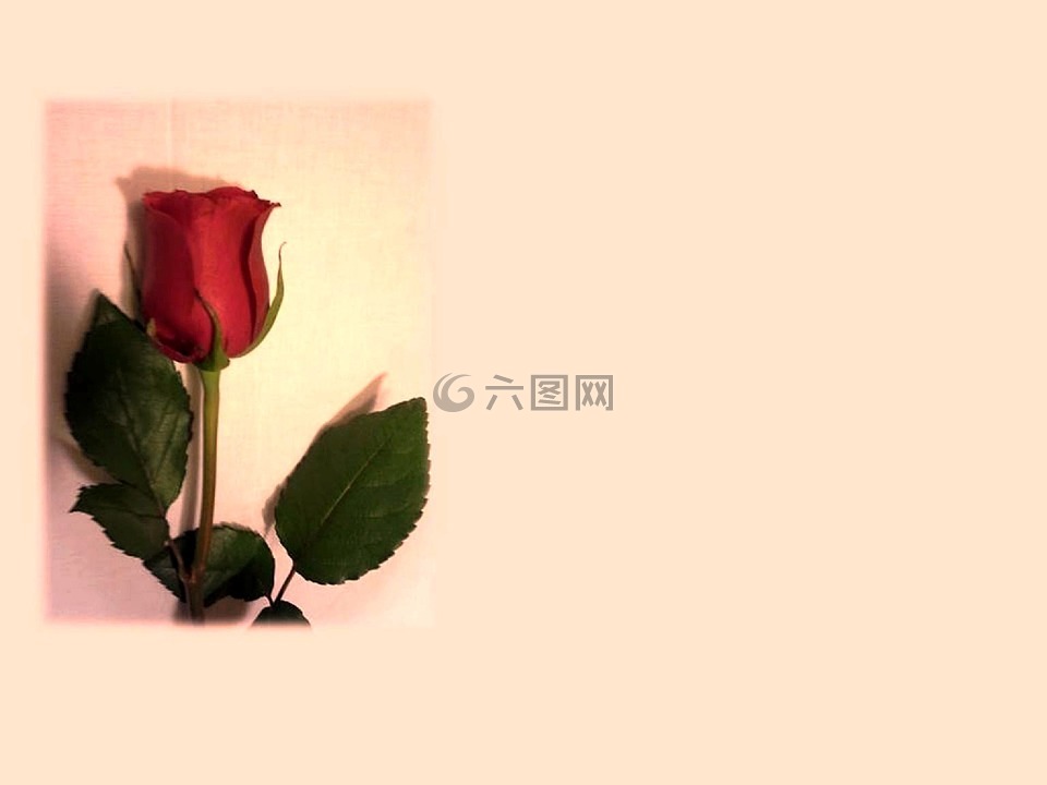 母亲节,妈妈,母亲