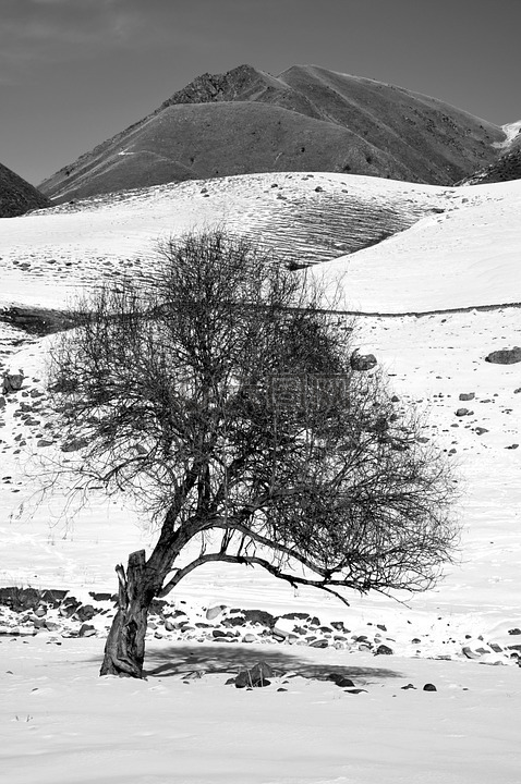 树木,性质,冬季