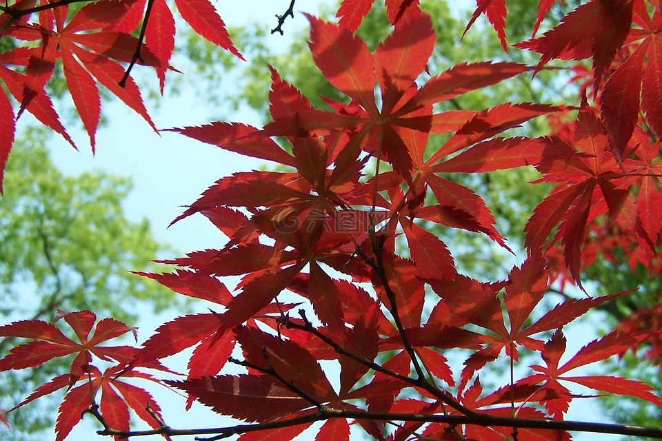 红叶,槭树,秋天
