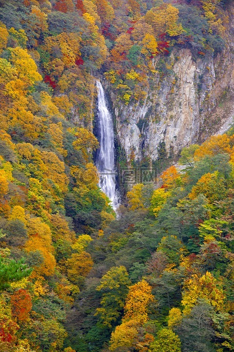 日本,秋季树叶,志贺高原