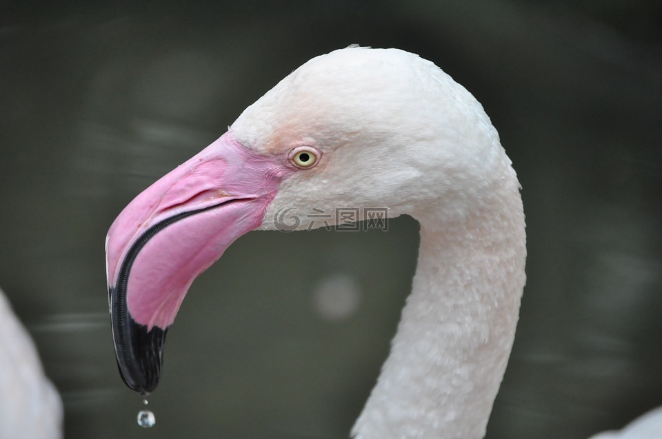 動物,鶴,水鳥