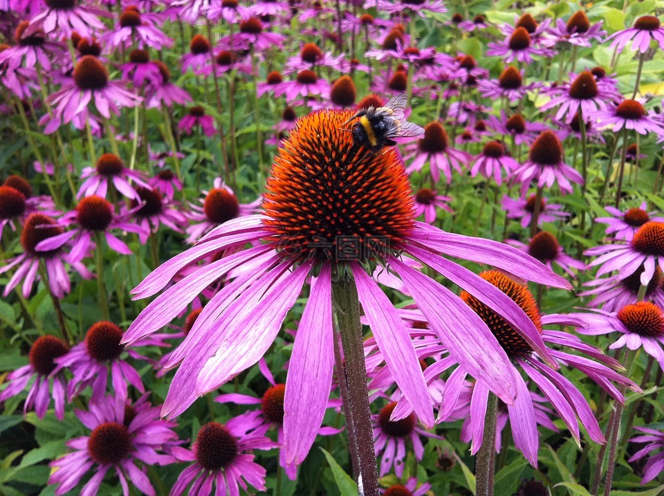 松果菊,花,coneflower