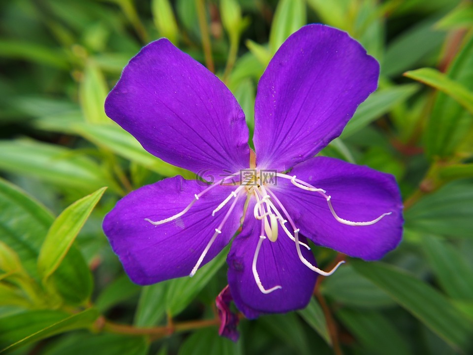 野牡丹,紫色,野花