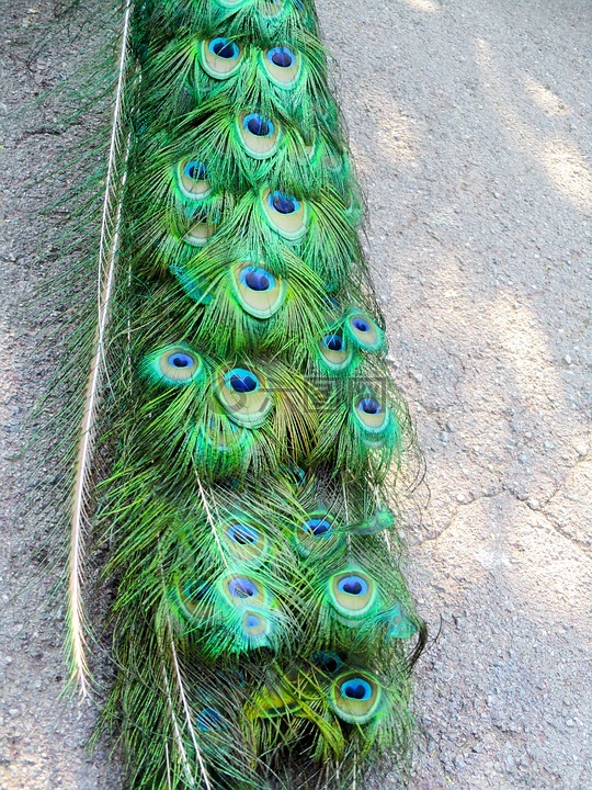 孔雀羽毛,孔雀,绿色