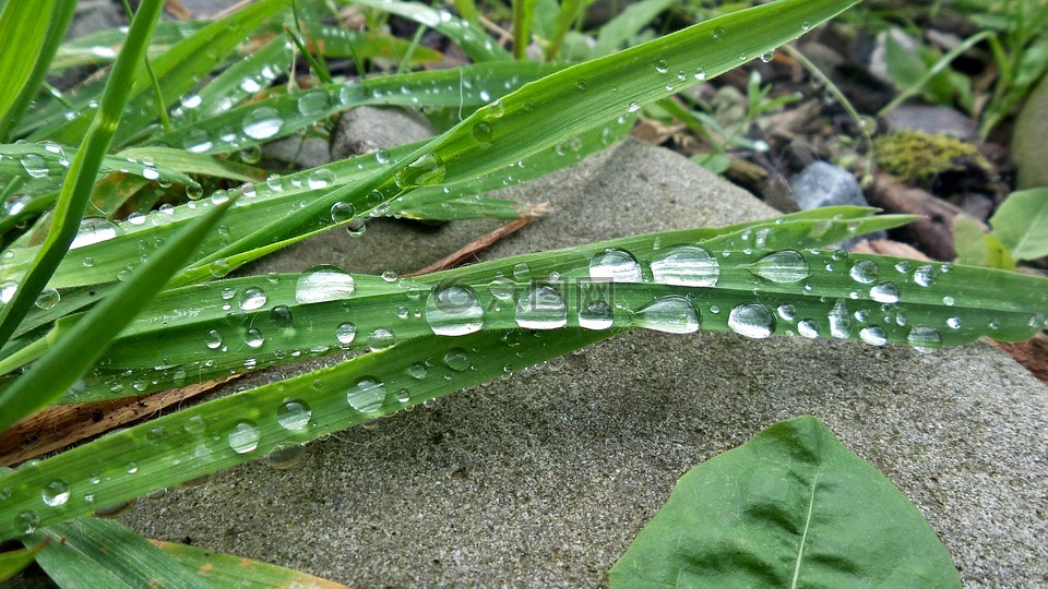 草,露珠,水