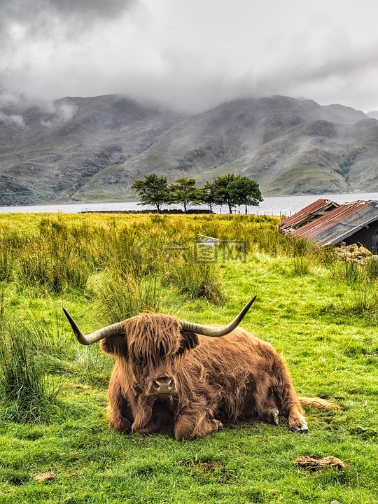 高地牛,牛,苏格兰