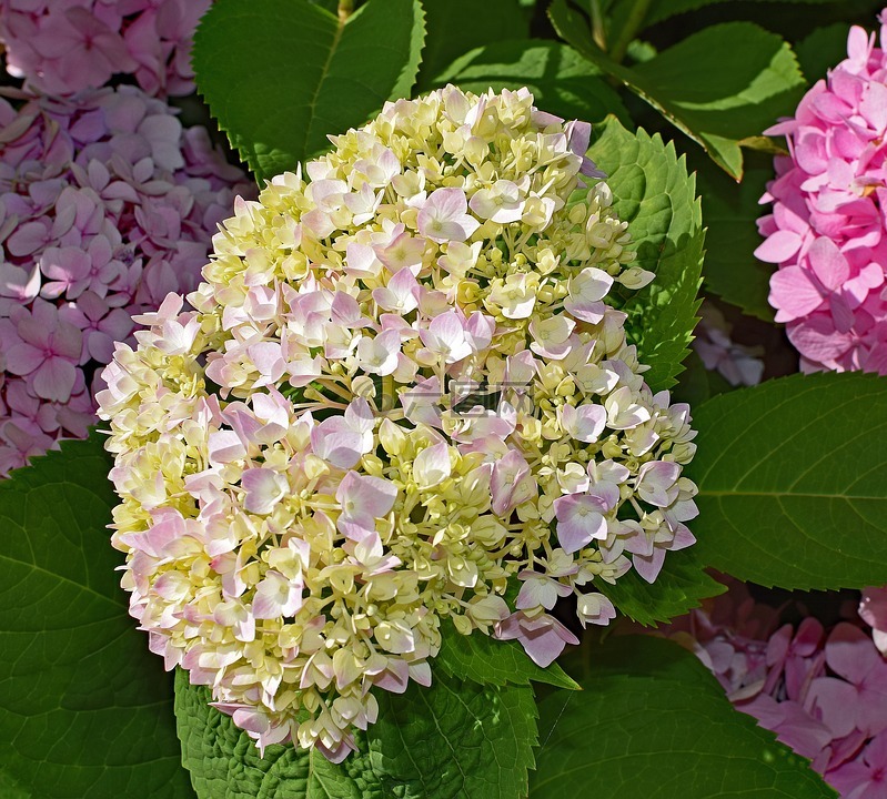 粉红色和黄色的绣球花,灌木,花