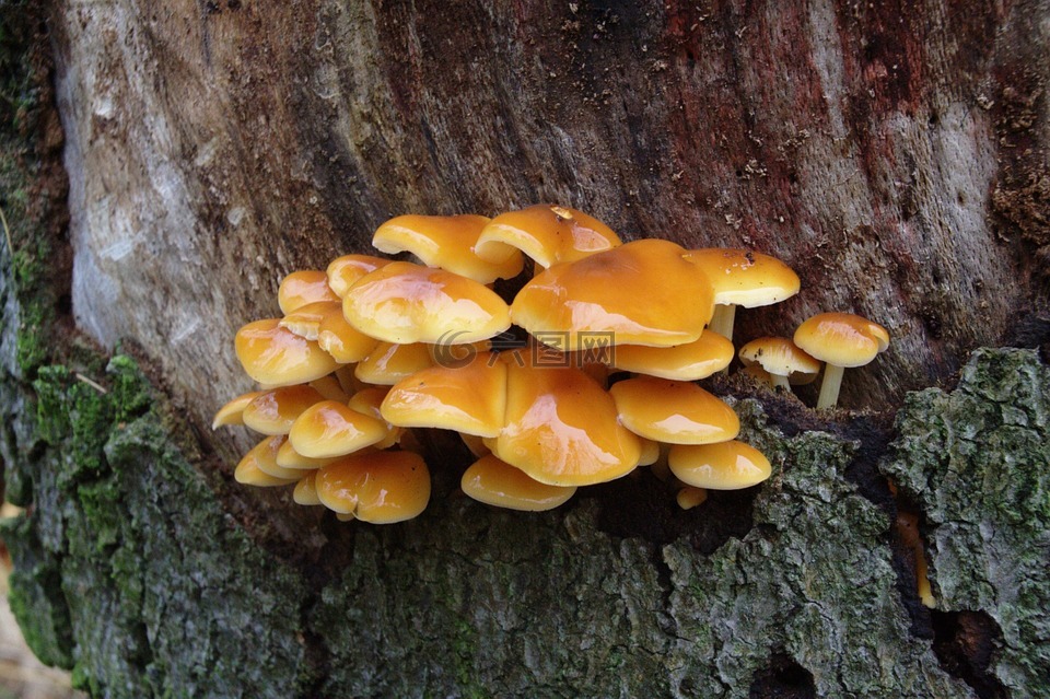 蘑菇,黄色,日志