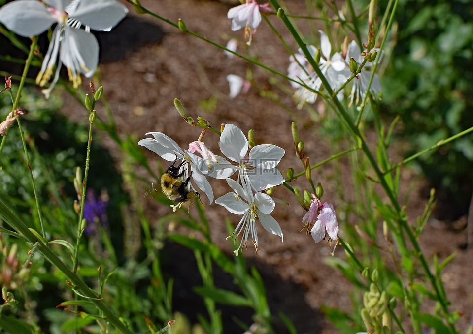 蝴蝶的花蜜蜂,蜜蜂,昆虫