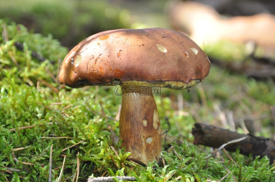 蘑菇,苔藓,森林凋落物