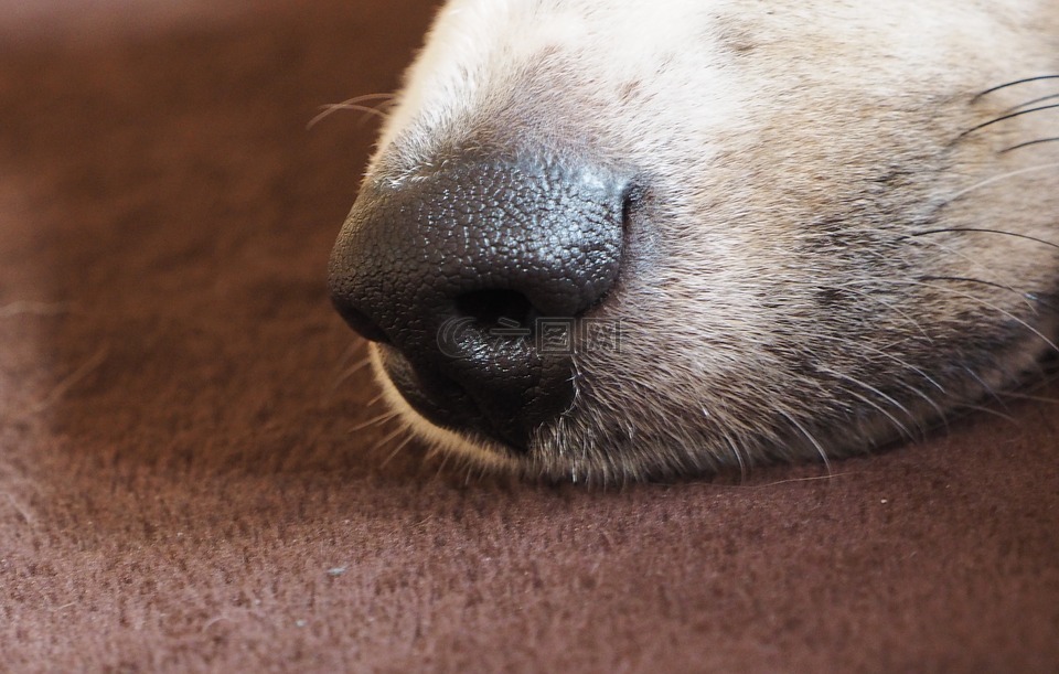 狗的鼻子,鼻子,宠物