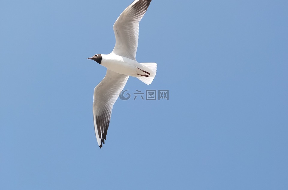 海鸥,天空,昆明