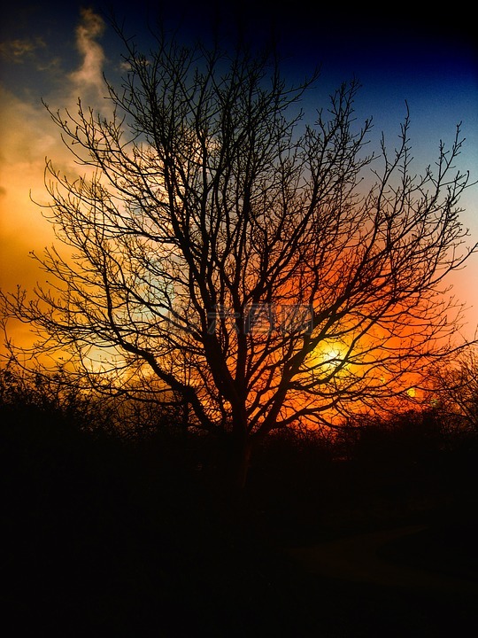 树,日落,美丽