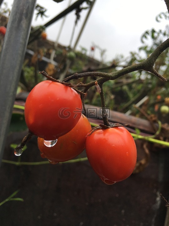 小番茄,雨后,小