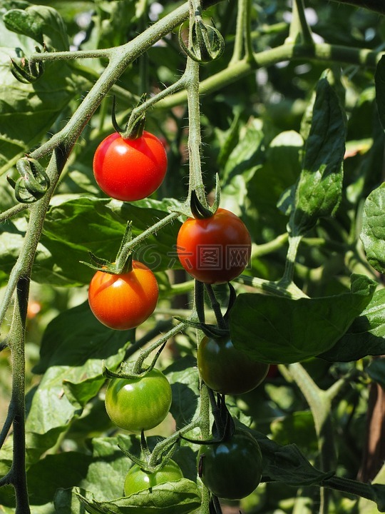 蕃茄,成熟,成熟的过程