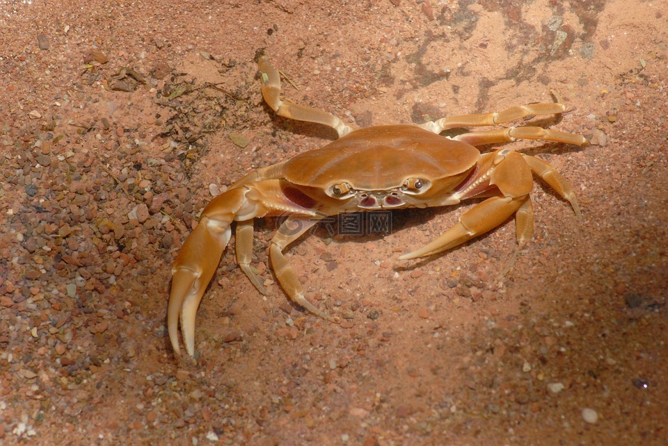 蟹,水,河