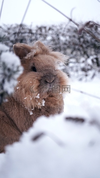 兔,冬天,雪