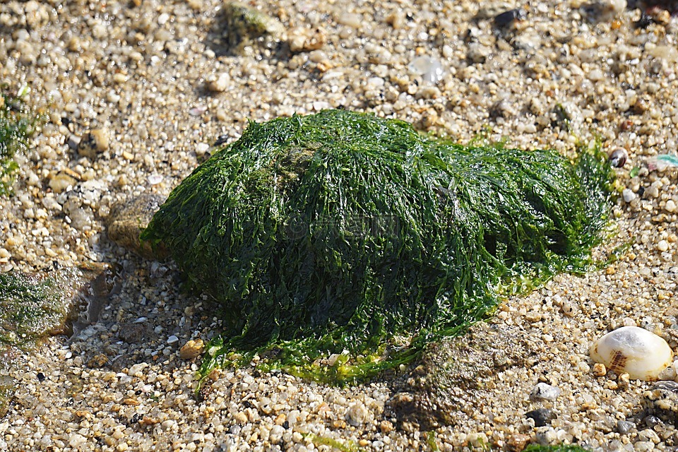 藻类,海洋,海