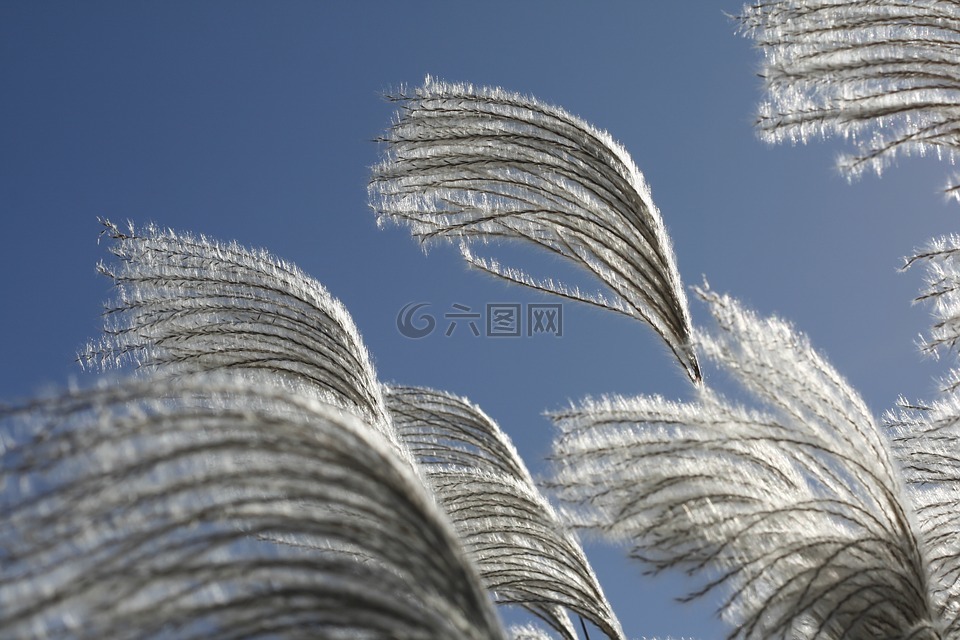 银池,银草,去记忆的小鸟