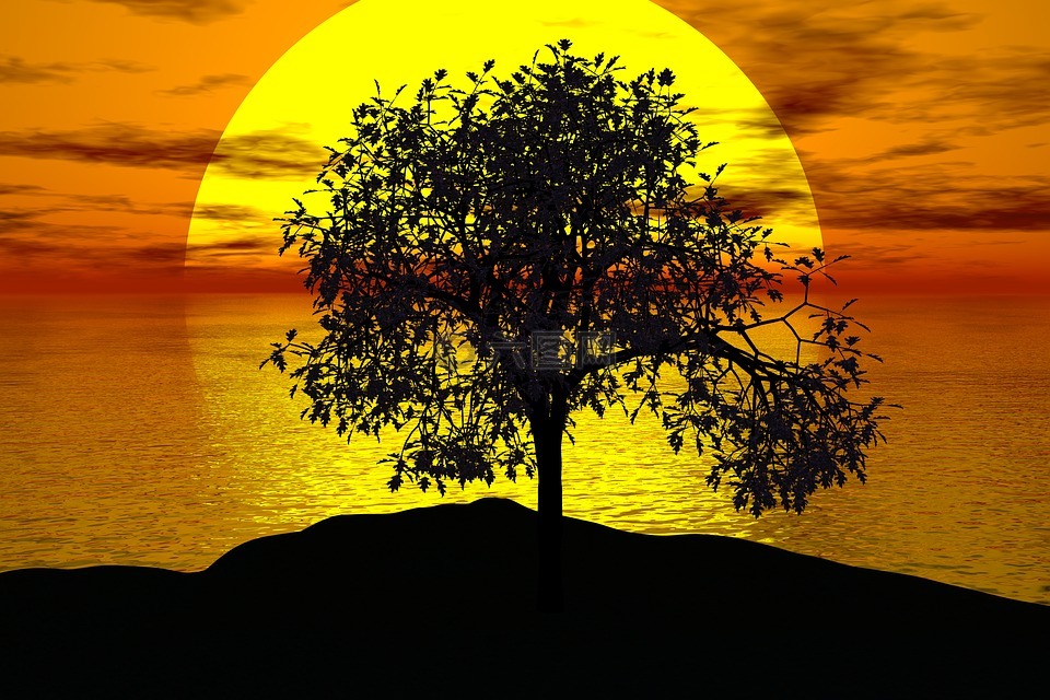 树,日落,太阳