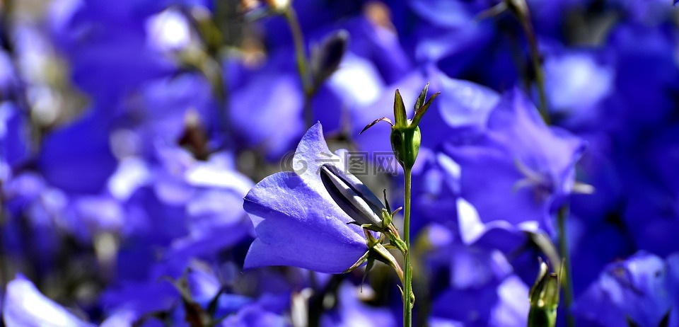 鲜花,夏季,蓝色
