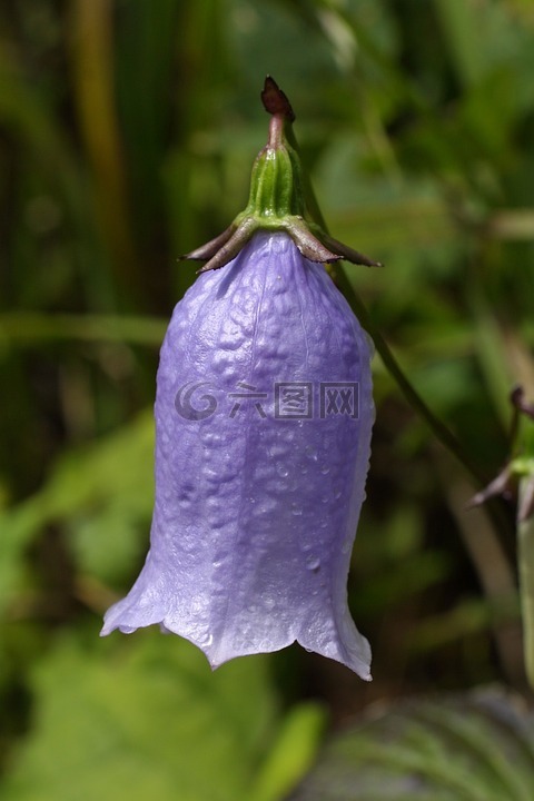 野花,吉日,紫斑风铃草