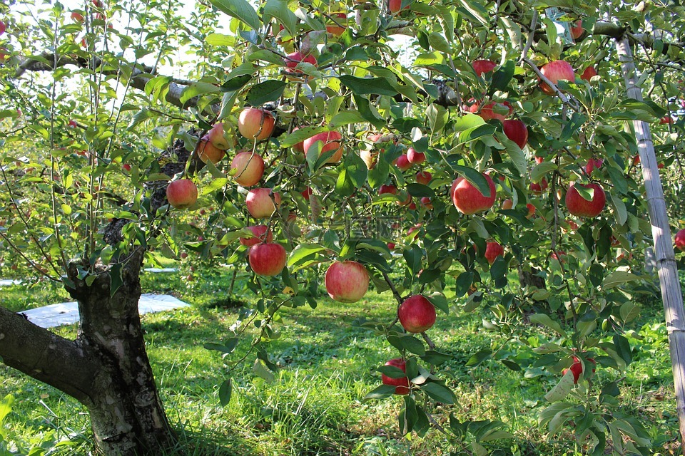 苹,果园,水果
