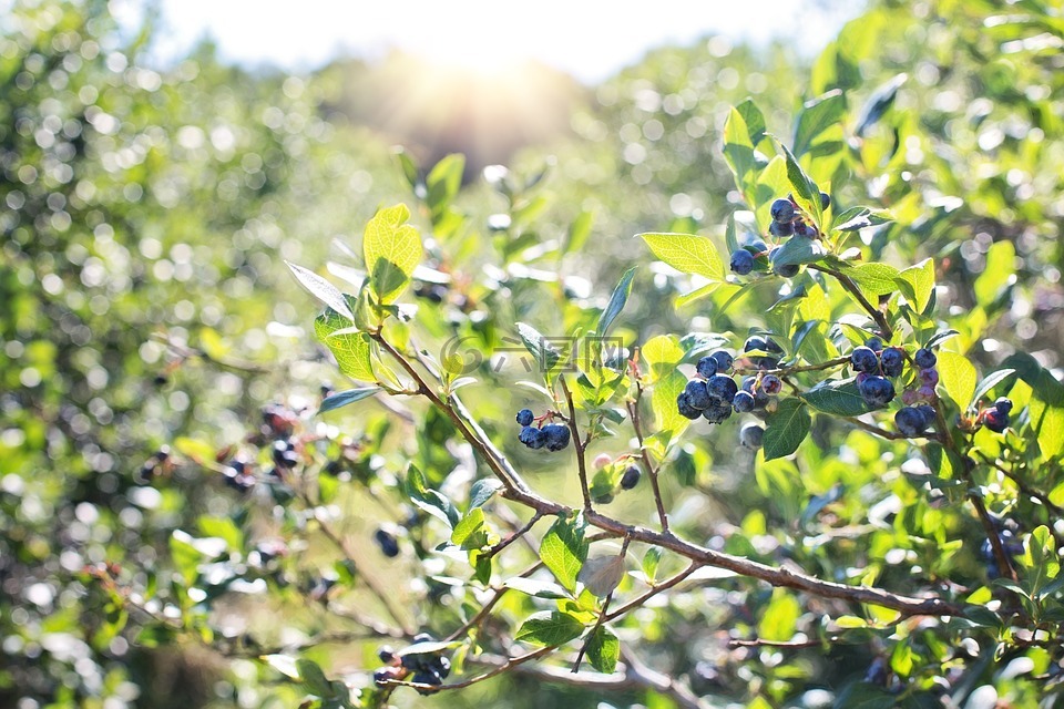 蓝莓,布什,自然