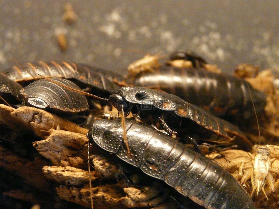 巨型发出嘶嘶声蟑螂,咝咝蟑螂,刮