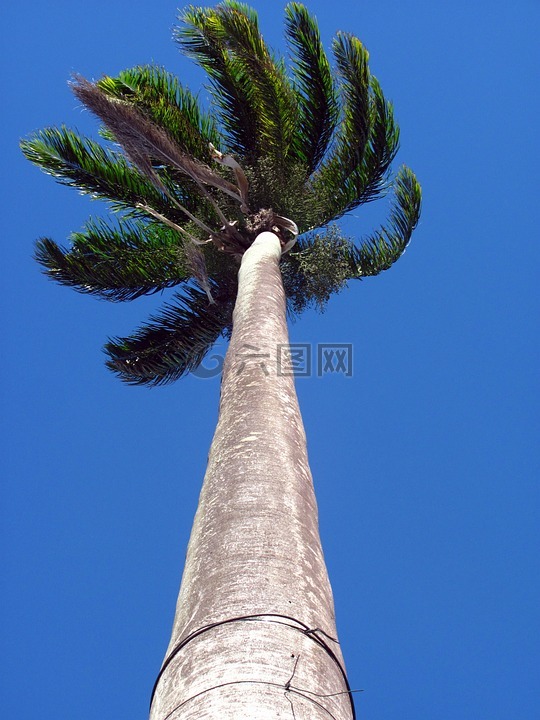 棕榈树,高,高度