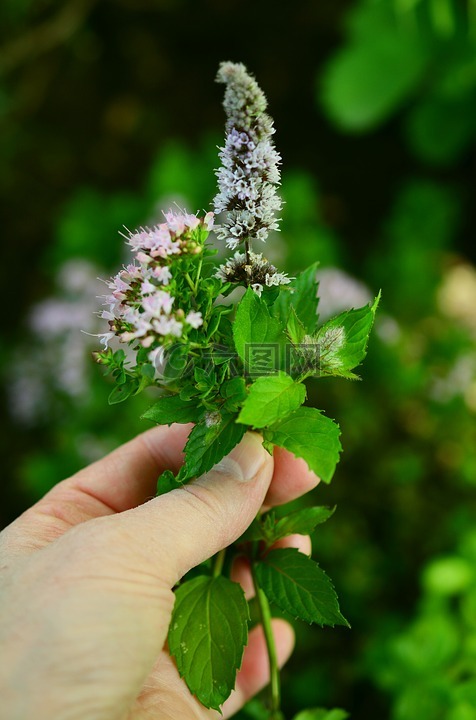 烹饪草药,草药花,花园